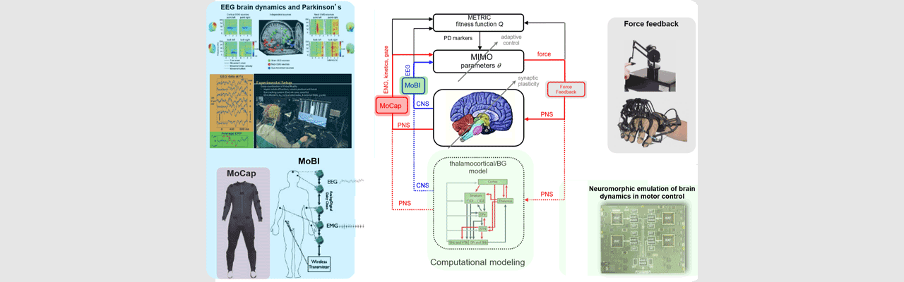 Distributed Brain Dynamics of Human Motor Control